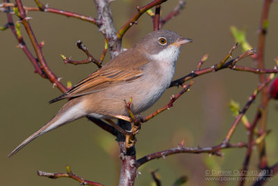 Common Whitethroat (Sylvia communis)