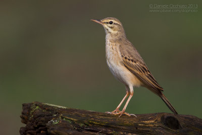 Tawny Pipit (Anthus campestris)