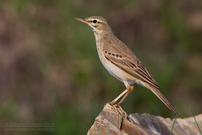 Tawny Pipit (Anthus campestris)