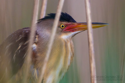 Little Bittern (Ixobrychus minutus)