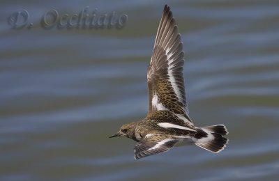 Ruddy Turnstone (Arenaria interpres)