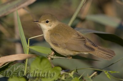 Eurasian Reed Warbler (Acrocephalus scirpaceus)