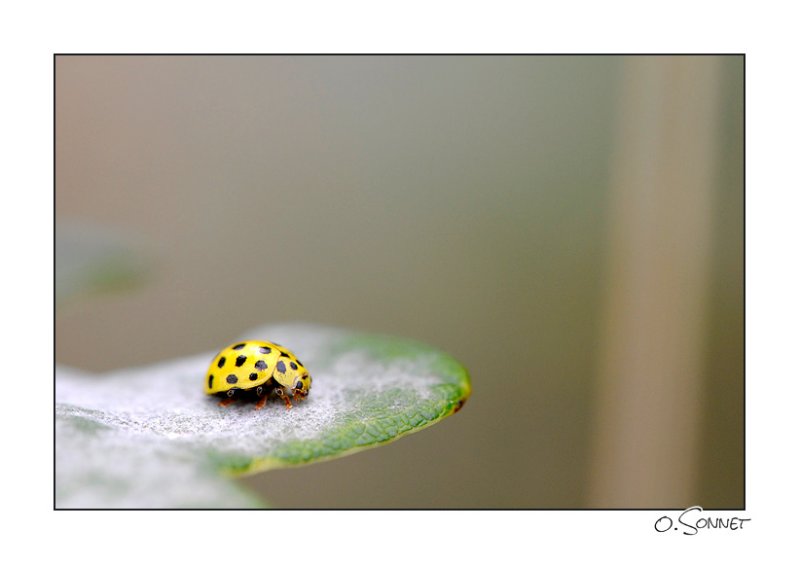 Coccinelle jaune.jpg