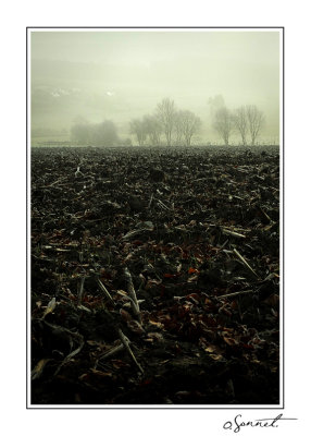 Brume.jpg