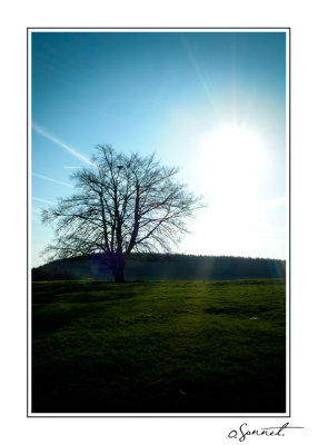 Larbre en contre jour 1 sur 1.jpg