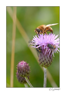 Abeille fleur mouches.jpg