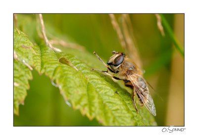 Abeille frotte pattes.jpg