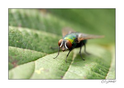 Mouche.jpg