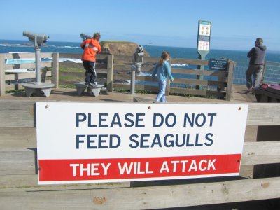 Seagulls.......