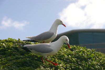Nesting seagulls