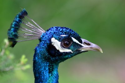 Peacock at Heritage Farm