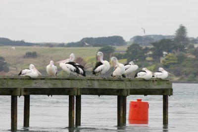 San Remo Pelicans