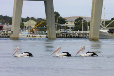 San Remo Pelicans