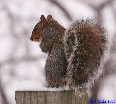 grey_squirrels