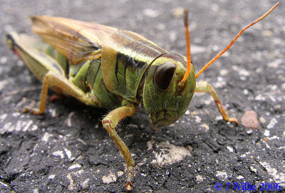 locusts_and_grasshoppers