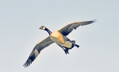 Canada Goose.jpg