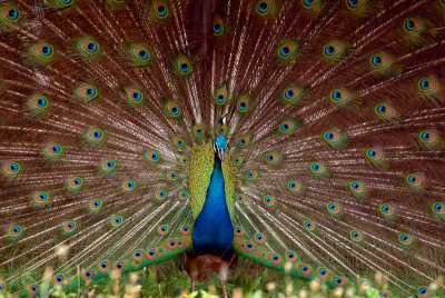 Peacock.tif.jpg