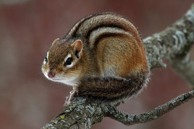 Eastern Chipmunk in Winter