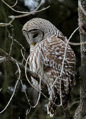 Barred Owl