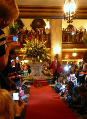 Ducks on the March at the Peabody Hotel, Memphis