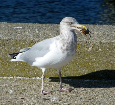 Seagull having Lunch on Goat Island, RI