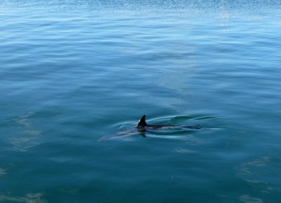 Dolphin in Newport Harbor, RI