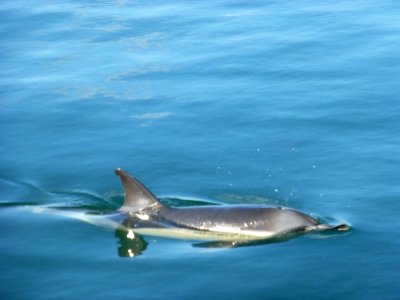 Dolphin in Newport Harbor, RI