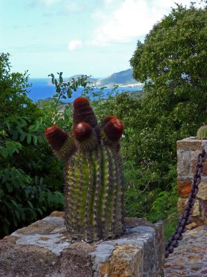 Interesting Cactus at The Lookout, Antigua