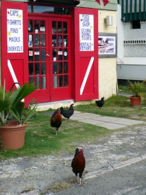 Lots of Chickens Roaming in Tortola