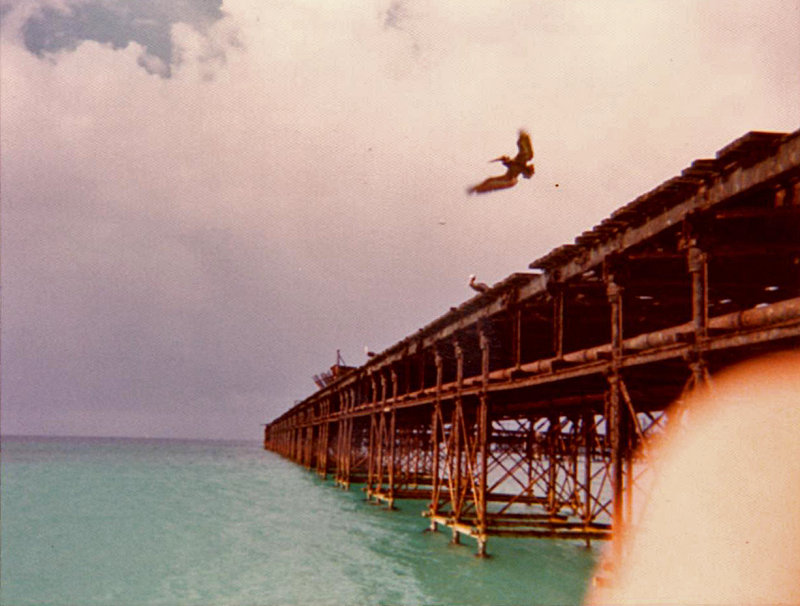 Pelican takes off from the old pier