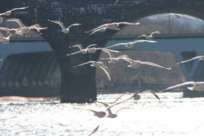 Gulls at the Schuylkill