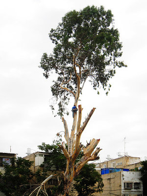 Eucalyptus Pruning