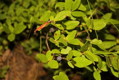 DSC_5088.jpg