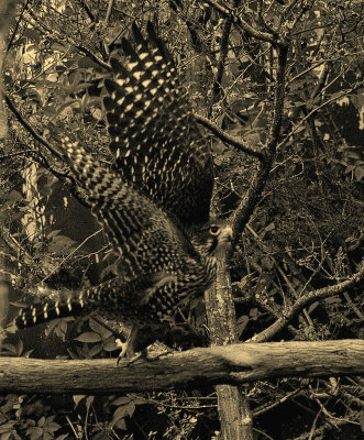 NZ Falcon in Sepia.jpg