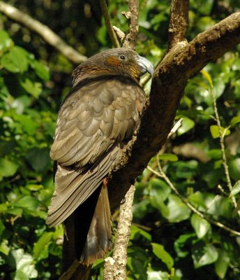 Kaka in the bush 2.jpg