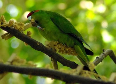 Kakariki  Zealandia.jpg
