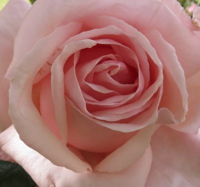 Pink Rose.jpg