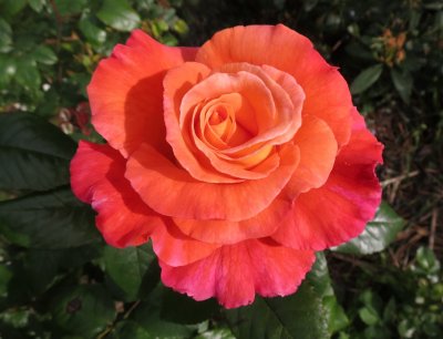 Sunrise Rose.jpg