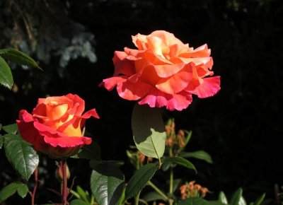 2 Sunrise Roses.jpg