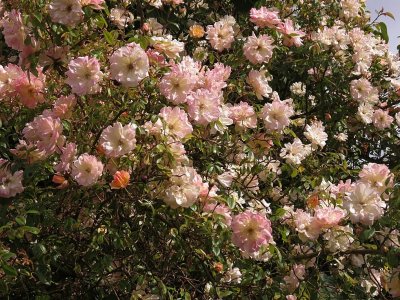 Climbing Rose.jpg