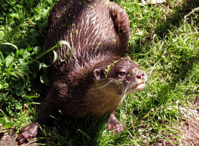 Otter with Algae.jpg