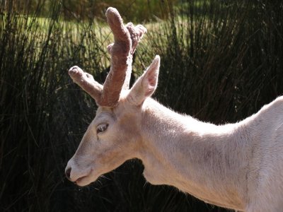 Fallow Deer buck.jpg