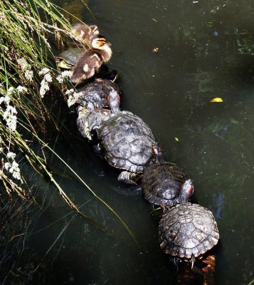Ducklings  Turtle raft.jpg