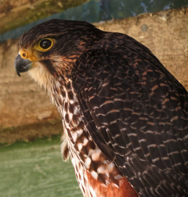 New Zealand Falcon.jpg