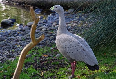 Cape Barren Goose.jpg