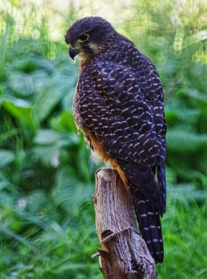 NZ Falcon.jpg