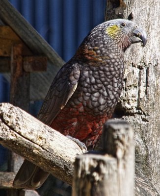 South Island Kaka.jpg