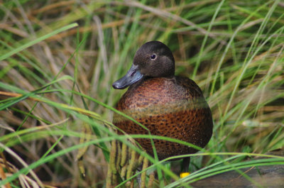 Brown Teal with Campbell Island look.jpg