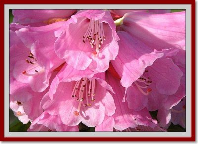 Framed Pink Rhodo 2.jpg