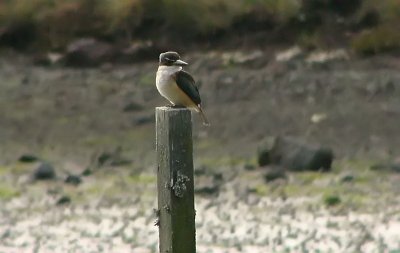 Kingfisher.jpg